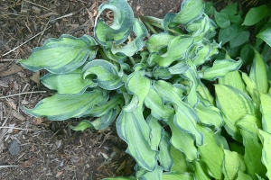 Gravity Rocks, Hosta 